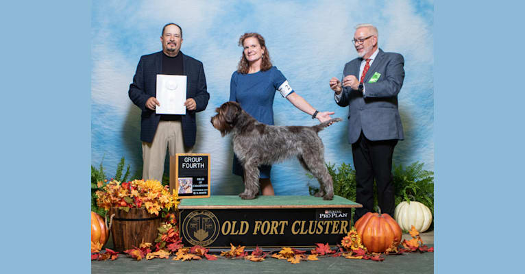 Moxie, a Wirehaired Pointing Griffon tested with EmbarkVet.com