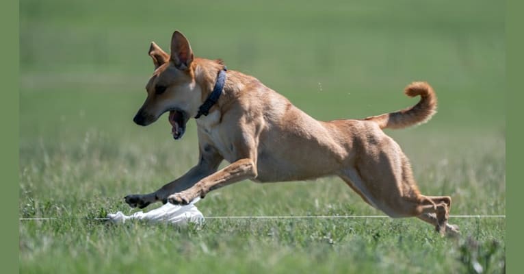 Lady Nala Bear BCF, a Carolina Dog tested with EmbarkVet.com