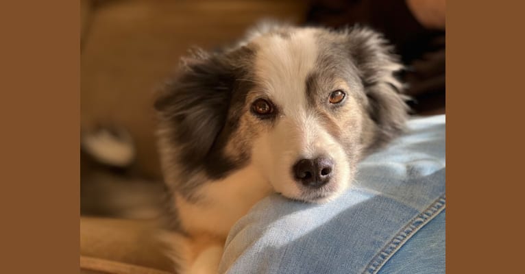 Disa, an Icelandic Sheepdog tested with EmbarkVet.com