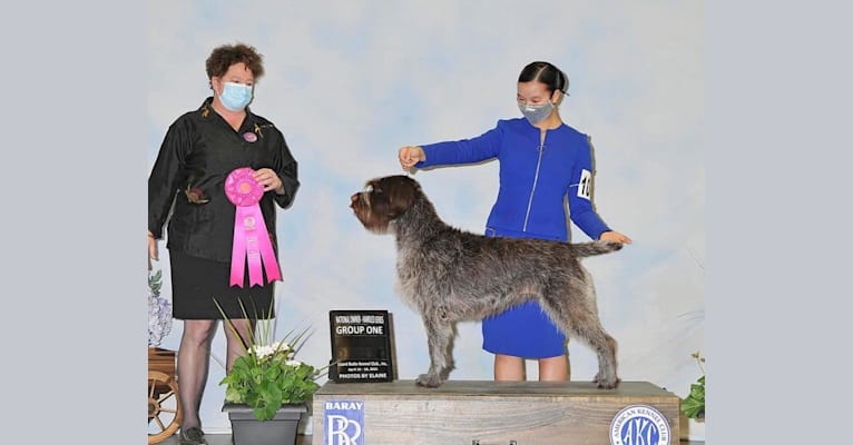 Zsa Zsa, a Wirehaired Pointing Griffon tested with EmbarkVet.com