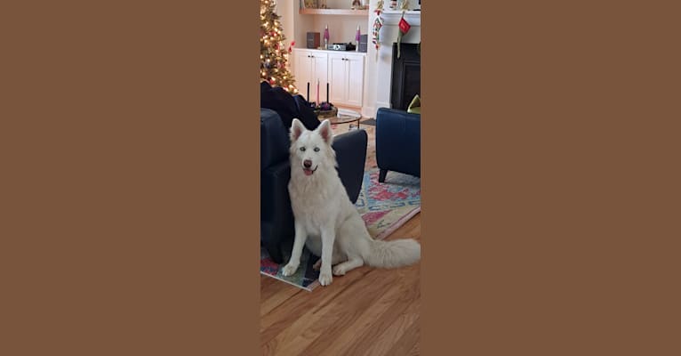 Dakota, a Siberian Husky and Alaskan Malamute mix tested with EmbarkVet.com