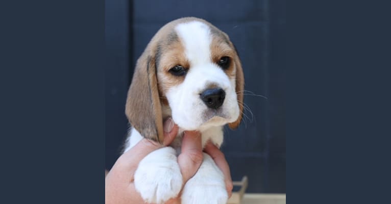 Murphy, a Beagle tested with EmbarkVet.com