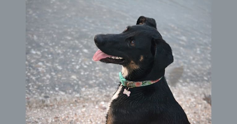 Callie, a German Shepherd Dog and Doberman Pinscher mix tested with EmbarkVet.com