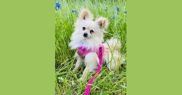 Sofia, a Pomeranian tested with EmbarkVet.com