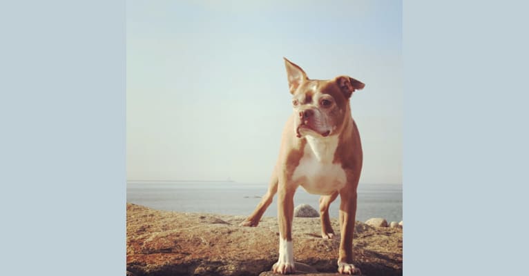 Photo of Rigby, a Boston Terrier  in Gloucester, MA, USA