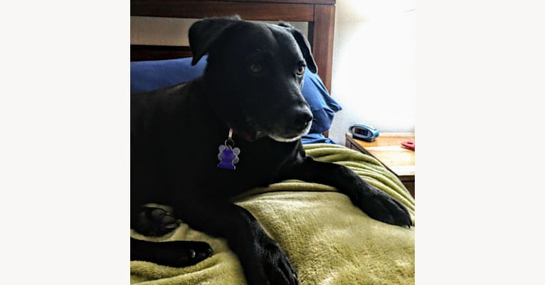 Photo of McNulty, a German Shepherd Dog, Miniature Pinscher, Chow Chow, Labrador Retriever, American Pit Bull Terrier, and Mixed mix in Texas, USA
