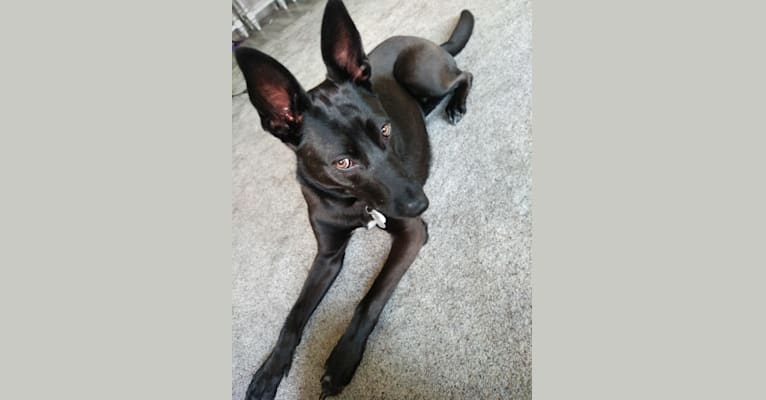 Kaya, a German Shepherd Dog and American Pit Bull Terrier mix tested with EmbarkVet.com