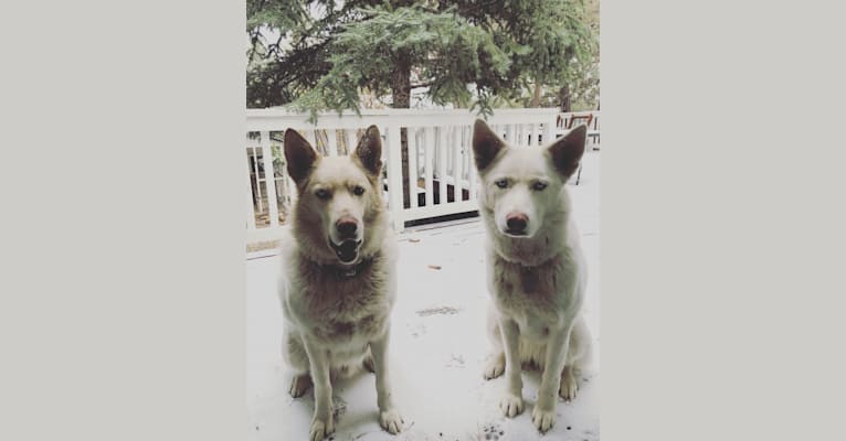 Kaleo, a Siberian Husky and German Shepherd Dog mix tested with EmbarkVet.com
