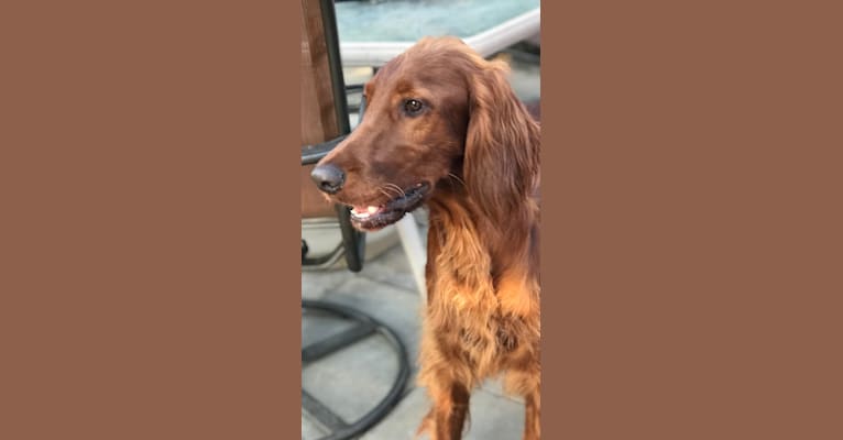 Ralphie, an Irish Setter tested with EmbarkVet.com