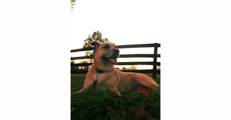Brandi, a Staffordshire Terrier and Labrador Retriever mix tested with EmbarkVet.com