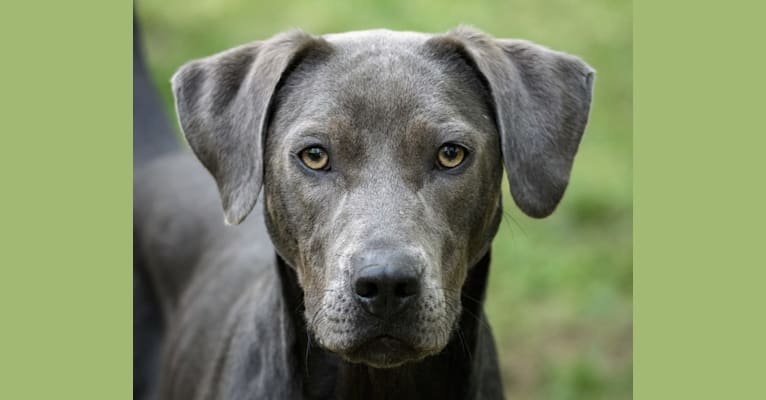 Sophie, a Labrador Retriever and American Pit Bull Terrier mix tested with EmbarkVet.com