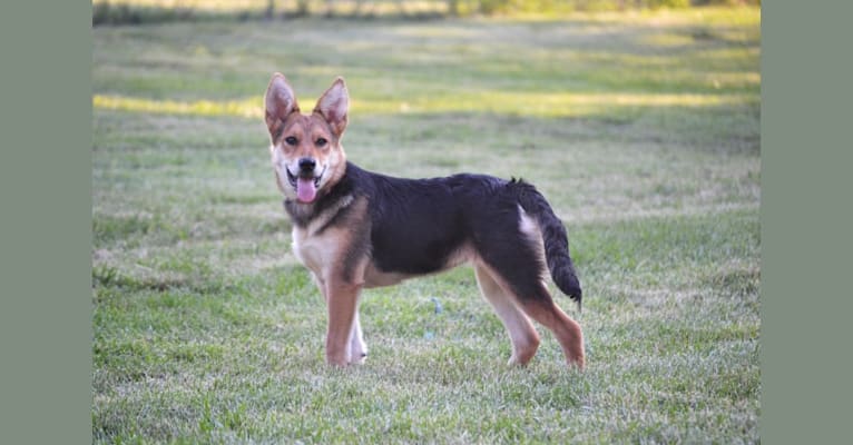 Zeppe, a German Shepherd Dog and Rottweiler mix tested with EmbarkVet.com