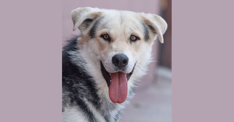 Samson, a German Shepherd Dog and Great Pyrenees mix tested with EmbarkVet.com