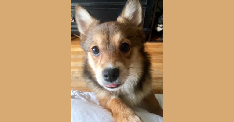 Annabelle, a Pembroke Welsh Corgi and Pomeranian mix tested with EmbarkVet.com