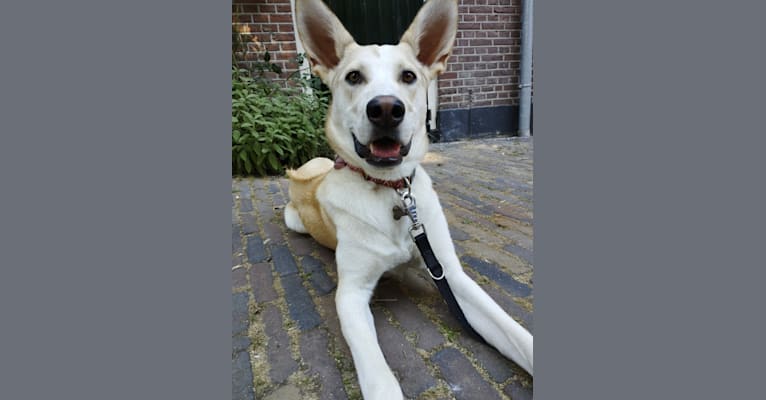 Finn, a Western European Village Dog and German Shepherd Dog mix tested with EmbarkVet.com