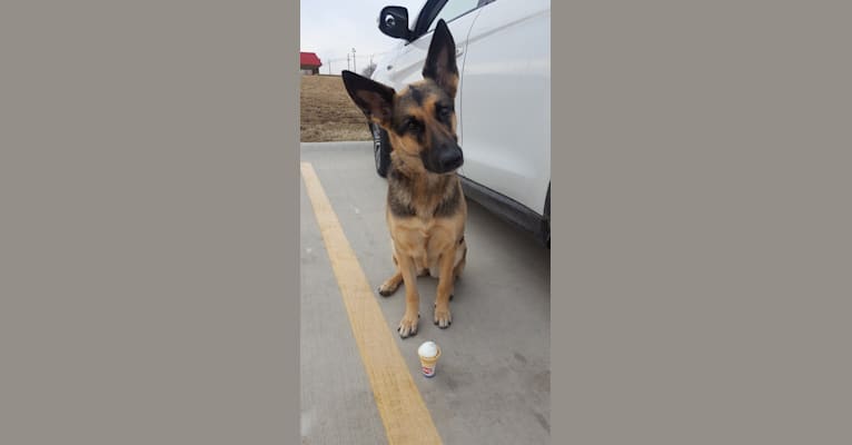 Ava Lynch, a German Shepherd Dog tested with EmbarkVet.com