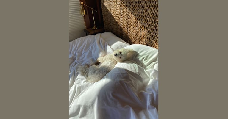 Photo of Squishy, a Poodle (Small), Maltese, Chihuahua, and Mixed mix in Byron, California, USA