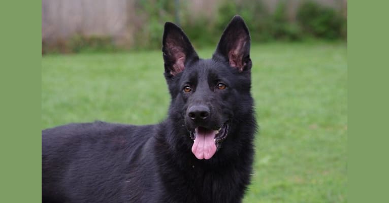 Nico, a German Shepherd Dog tested with EmbarkVet.com