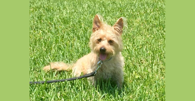 Dobby, a Silky Terrier and Staffordshire Terrier mix tested with EmbarkVet.com