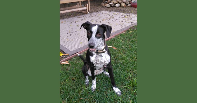 Martha, a Dalmatian and Poodle (Small) mix tested with EmbarkVet.com