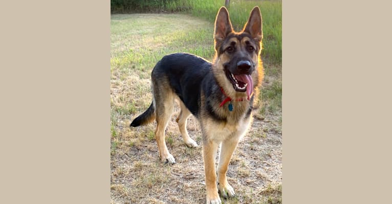 Andi, a German Shepherd Dog tested with EmbarkVet.com