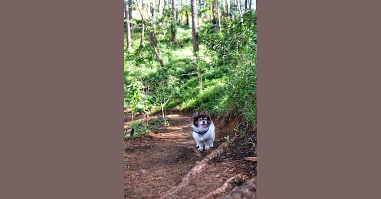 Oreo, a Chihuahua tested with EmbarkVet.com