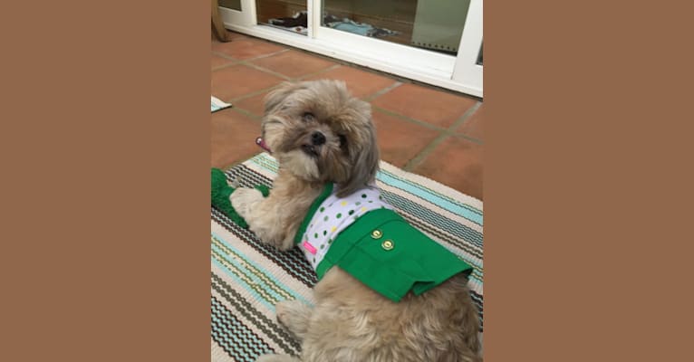 Lulu, a Shih Tzu and Yorkshire Terrier mix tested with EmbarkVet.com