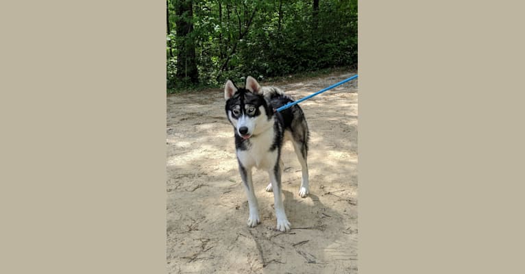Photo of Lycan, a Siberian Husky  in Apple Creek, OH, USA