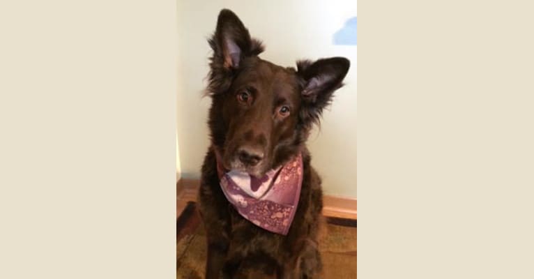 Hershey, a Labrador Retriever and Rottweiler mix tested with EmbarkVet.com