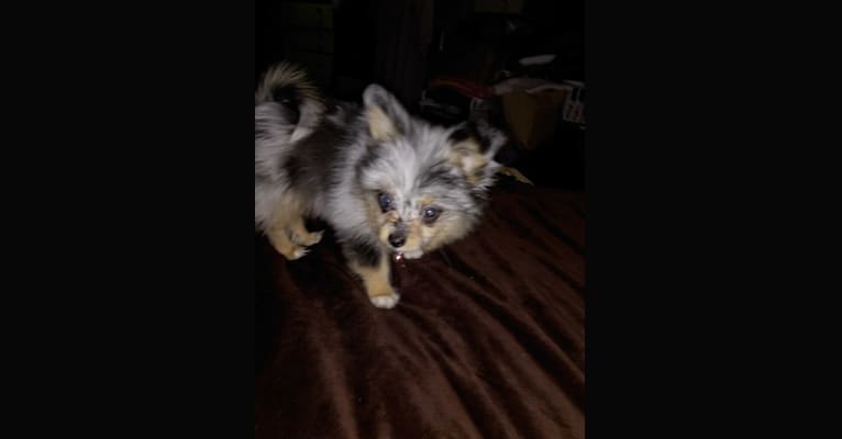 Photo of Esme, a Pomeranian, Chihuahua, and Poodle (Small) mix in Palmer, Alaska, USA