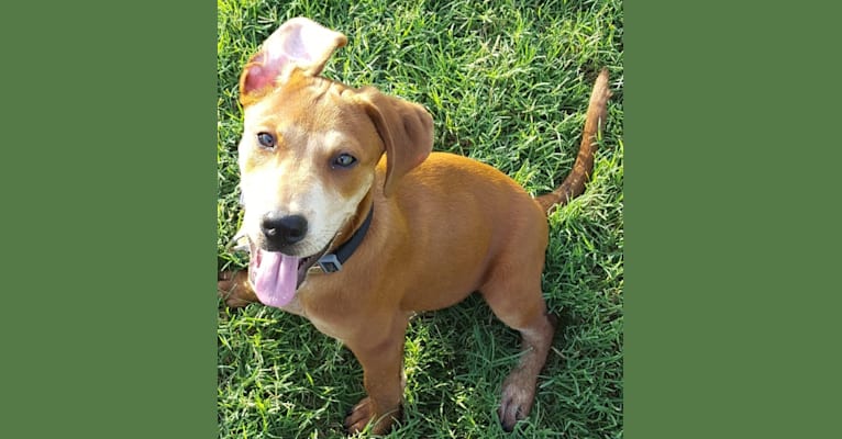 Photo of Cooper, an American Pit Bull Terrier, Boxer, Golden Retriever, and Rottweiler mix in Owasso, OK, USA