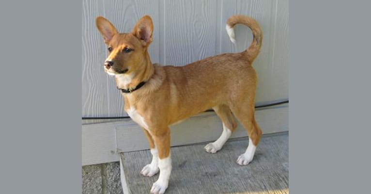 Ebop, a Central and East African Village Dog and Basenji mix tested with EmbarkVet.com