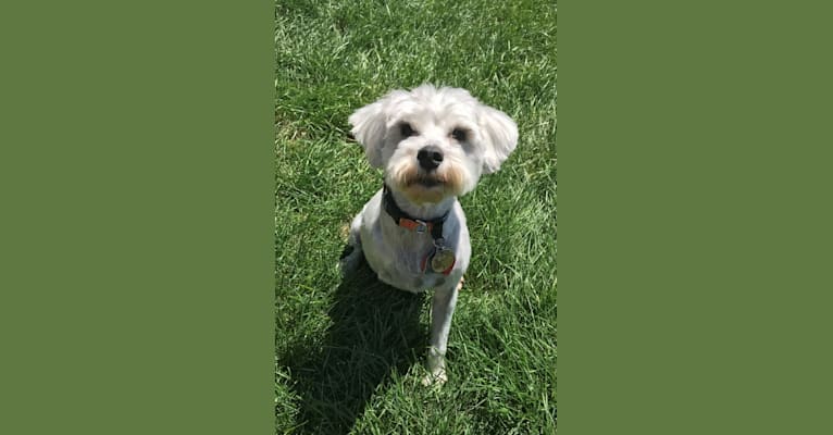 Roo, a Miniature Schnauzer and Poodle (Small) mix tested with EmbarkVet.com