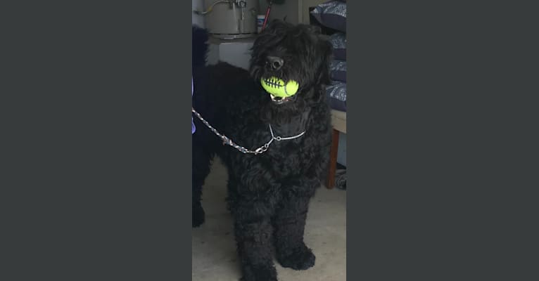 Photo of Greg, a Black Russian Terrier  in Russia