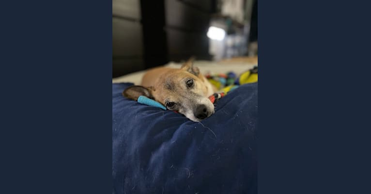 Furnando, a Chihuahua and Poodle (Small) mix tested with EmbarkVet.com