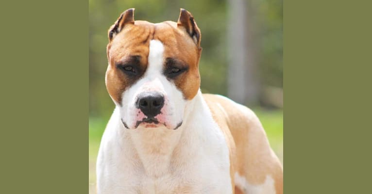 Maui, an American Staffordshire Terrier tested with EmbarkVet.com