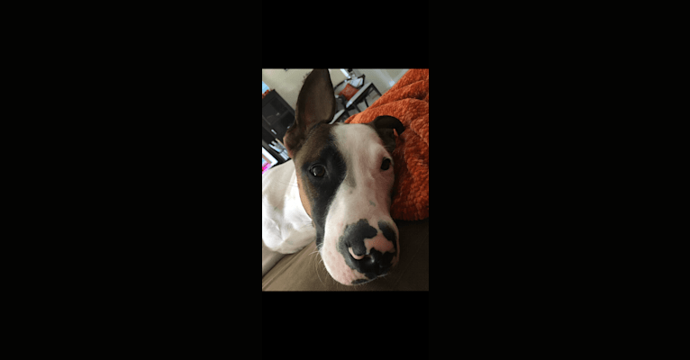 Dozer, an American Pit Bull Terrier and American Staffordshire Terrier mix tested with EmbarkVet.com