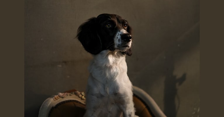Photo of Balm, a Brittany, Beagle, and Mixed mix in South Korea