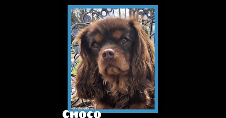 Photo of Choco, a Cavalier King Charles Spaniel  in Loogootee, IN, USA