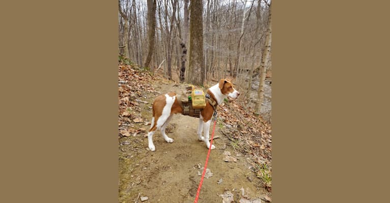 Photo of Duke, an American Pit Bull Terrier, Australian Cattle Dog, Australian Shepherd, Labrador Retriever, and Golden Retriever mix in West Virginia, USA
