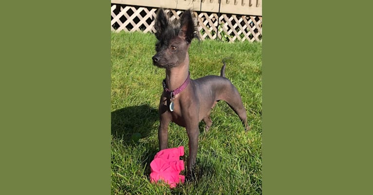 Pomeranian chinese crested mix hotsell