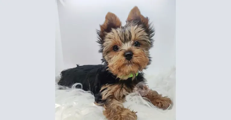 Photo of Frenchy, a Yorkshire Terrier  in Yorkies Kisses, Indiana 3, Kendallville, IN, USA