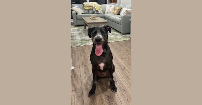 Photo of Wrigley, an American Pit Bull Terrier, Poodle (Standard), Labrador Retriever, and American Staffordshire Terrier mix in Prairieville, Louisiana, USA