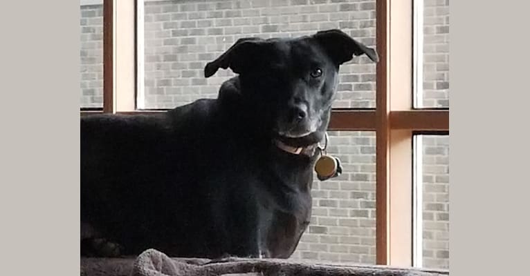 Sadie, a Labrador Retriever and Rat Terrier mix tested with EmbarkVet.com