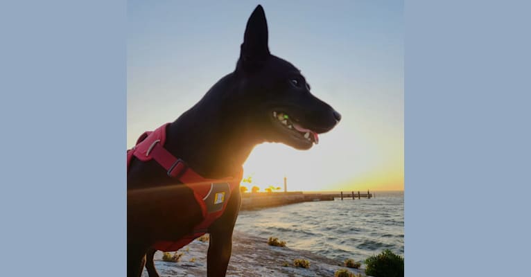 李白, a Formosan Mountain Dog tested with EmbarkVet.com