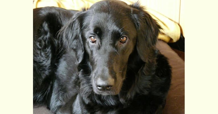 Flat coated retriever bernese mountain dog mix shop