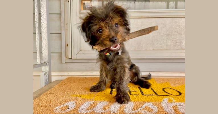 Pretzel, a Yorkshire Terrier and Shih Tzu mix tested with EmbarkVet.com