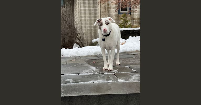 Gemma, an American Pit Bull Terrier and Labrador Retriever mix tested with EmbarkVet.com