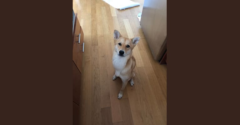 Roo, a Japanese or Korean Village Dog tested with EmbarkVet.com