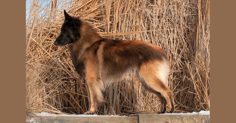 Rook, a Belgian Shepherd tested with EmbarkVet.com